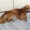 Kleiner Valentino sucht sein Glück.