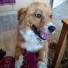 Kleiner Valentino sucht sein Glück.