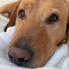 Milo