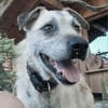 Seelenhund Cassey sucht ruhiges Zuhause.