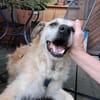Seelenhund Cassey sucht ruhiges Zuhause.