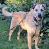 Seelenhund Cassey sucht ruhiges Zuhause.