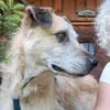 Seelenhund Cassey sucht ruhiges Zuhause.
