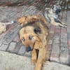 Boncuk sucht ein zu Hause