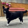 ENYA Wer verliebt sich?