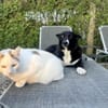 ENYA Wer verliebt sich?