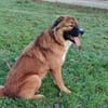 🐾💙Eddie sucht aktive Menschen💙