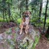🐾💙Eddie sucht aktive Menschen💙