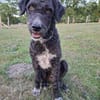 Freundlicher Momo sucht seine Familie