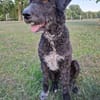 Freundlicher Momo sucht seine Familie