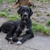 Freundlicher Momo sucht seine Familie