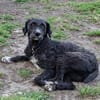 Freundlicher Momo sucht seine Familie