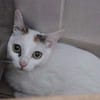 Lila