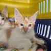Muscat (en cours d'adoption)