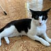 Tom