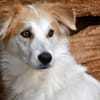 Pacino sucht sein Zuhause