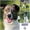 BUDDY * ein ganzer Kerl