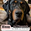 RICCO: Starker Begleiter mit großem Herz