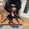 RICCO: Starker Begleiter mit großem Herz