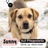 SUNNY  Kämpferherz sucht Ankerplatz