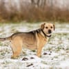 SUNNY  Kämpferherz sucht Ankerplatz