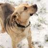 SUNNY  Kämpferherz sucht Ankerplatz