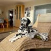 Uno sucht neues Zuhause/Pflegestelle