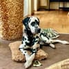 Uno sucht neues Zuhause/Pflegestelle