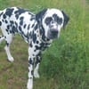 Uno sucht neues Zuhause/Pflegestelle