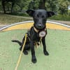 💕Meena💕 sucht ein schönes Zuhause