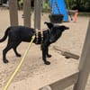 💕Meena💕 sucht ein schönes Zuhause