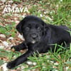 Amaya (réservé)