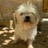 PUCI (Animalea)