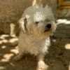 PUCI (Animalea)