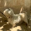 PUCI (Animalea)