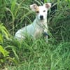 Oxo, mâle croisé terrier jack russel, né le 01/07/2024 🐶