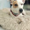 Oxo, mâle croisé terrier jack russel, né le 01/07/2024 🐶