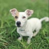 Oxo, mâle croisé terrier jack russel, né le 01/07/2024 🐶
