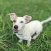 Oxo, mâle croisé terrier jack russel, né le 01/07/2024 🐶
