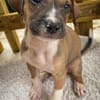 Thorin, mâle croisé berger, né le 15/04/2025  🐶