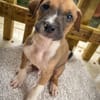 Thorin, mâle croisé berger, né le 15/04/2025  🐶