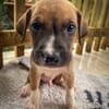 Thorin, mâle croisé berger, né le 15/04/2025  🐶