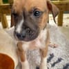 Thorin, mâle croisé berger, né le 15/04/2025  🐶