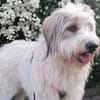 Wuschelhund Aby sucht ihre Menschen