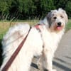 Wuschelhund Aby sucht ihre Menschen