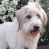 Wuschelhund Aby sucht ihre Menschen
