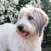 Wuschelhund Aby sucht ihre Menschen