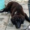 Plüschbär Elvis sucht seine Familie