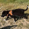 Plüschbär Elvis sucht seine Familie