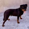 TROY (Maria)